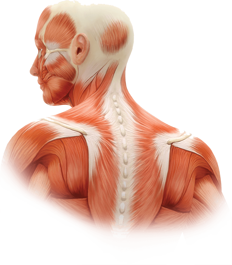 Recommended Dose Range By Muscle For Adults With Cd - Core In Human Body (800x915), Png Download