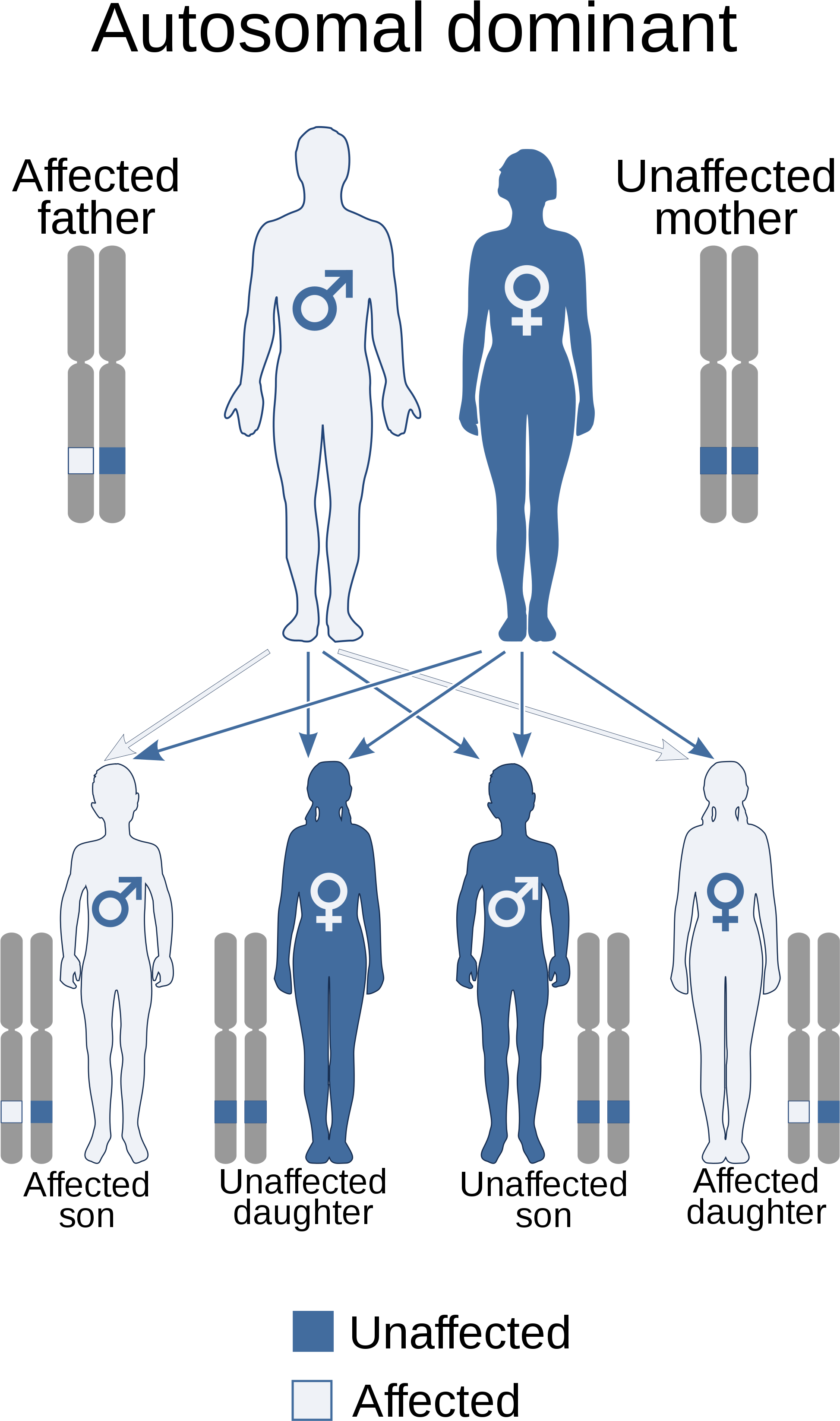 Oculopharyngeal Muscular Dystrophy - Autosomal Dominant (2000x3477), Png Download