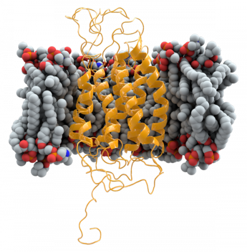 Ccr5 Is Shown As A Ribbon Model In The Plasma Membrane - Membrane Png (490x500), Png Download