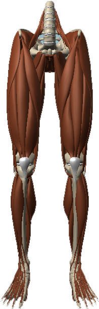 Anatomy (266x612), Png Download