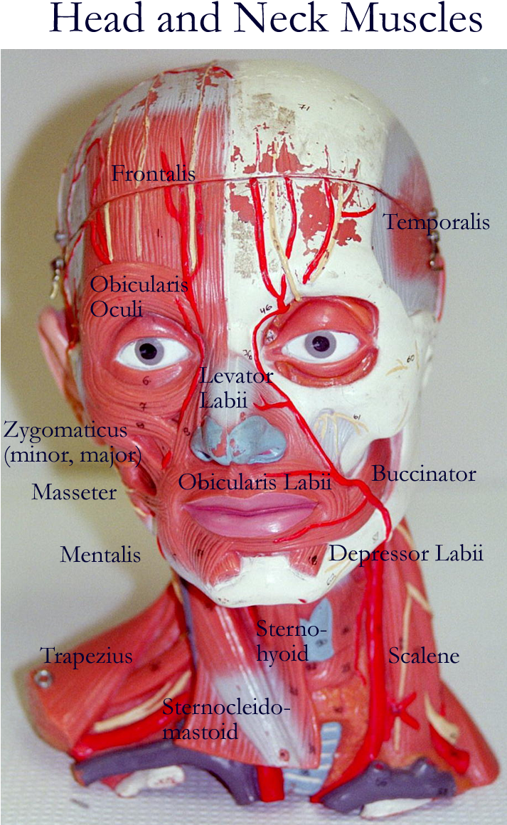 Arm Model - Head And Neck Muscles Model (800x1200), Png Download