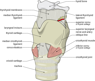 The Ligaments Of The Larynx - Thyroid Cartilage (375x325), Png Download