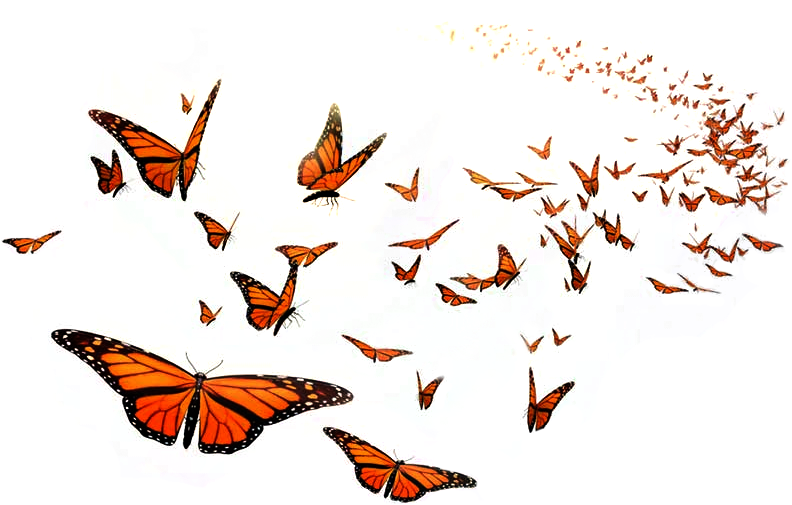 Butterfly Miracle - Custom Black Otterbox Defender Series Case For Apple (792x511), Png Download