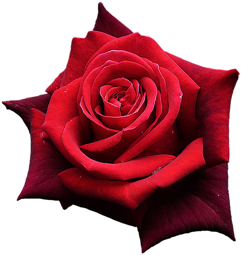 Red Rose, Flowers, One Rose, Beautiful Flower - Rose Rouge Png (960x720), Png Download