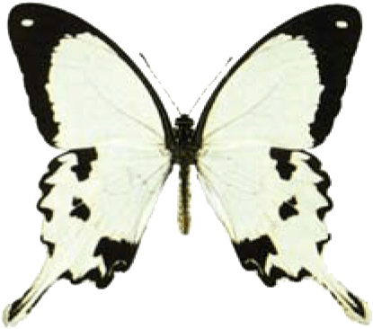 Butterfly House At Put In Bay - Mocker Swallowtail (459x386), Png Download