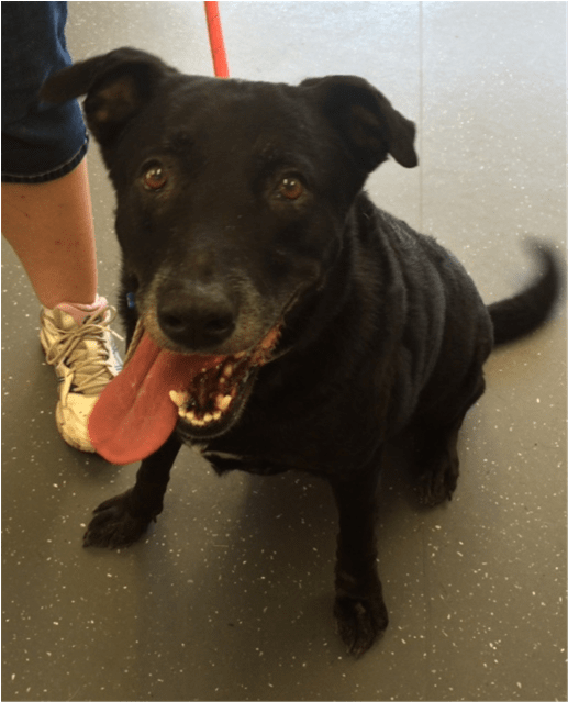 Photo Of Bessie - Companion Dog (638x638), Png Download