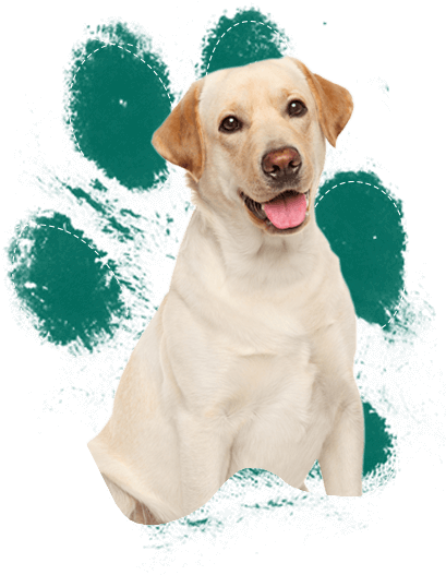 Labrador Retrievers - ペットシーツ スーパーワイド 厚型 炭入り ( 25枚入*6コセット )/ オリジナル ペットシーツ (437x561), Png Download