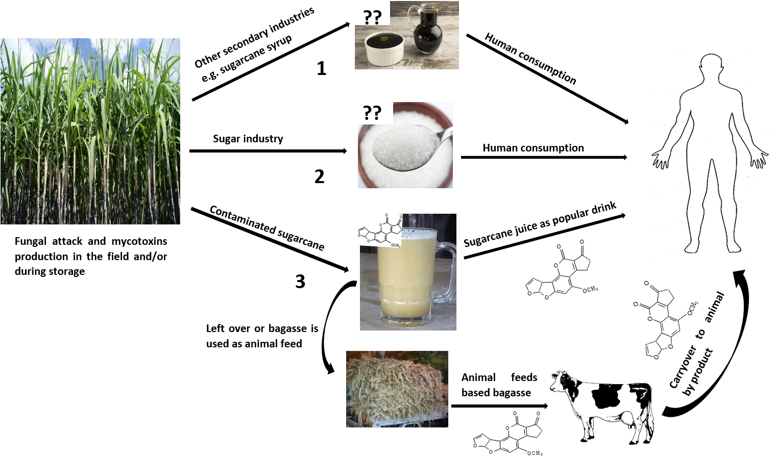 During The Harvesting Time, Chewing Raw Sugarcane Is - Stickalz Llc Cow Village Pet Animal Wall Art Sticker (1515x920), Png Download