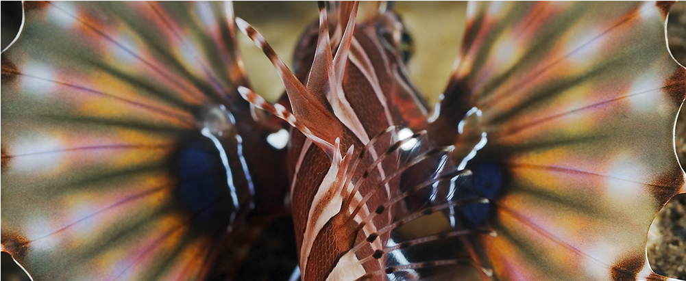 Butterfly Fins - Lionfish (1000x1000), Png Download