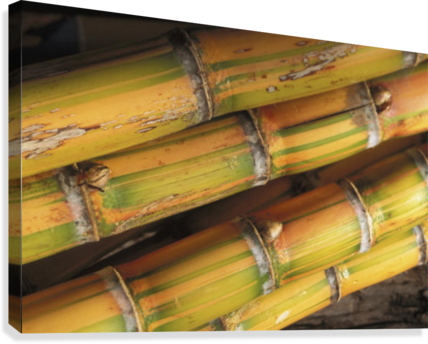 Close-up Detail Of Mature Sugar Cane Stalks Canvas - Sugarcane (428x344), Png Download