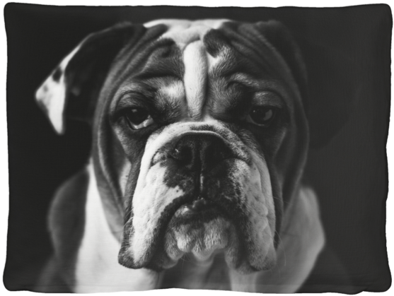 Dog (600x600), Png Download