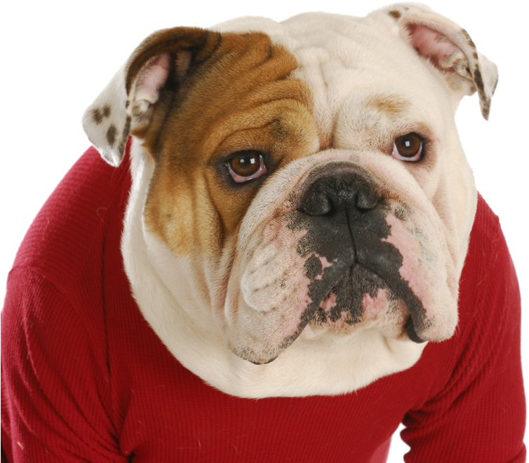 English Bulldog Round Ornament (776x668), Png Download