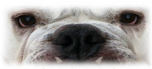 Bull Dog Face - Dog (600x250), Png Download