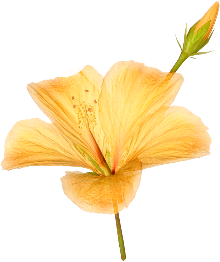 Hibiscus Yellow Bloom Frame Flower Border Flowers White - Hibiscus Watercolor (1024x1024), Png Download