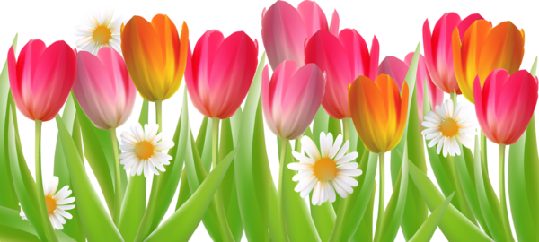 Visit - Daisy (600x270), Png Download