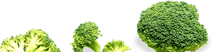 These Came Into Force In 2015 To Ensure Children Eat - Broccoli (800x180), Png Download