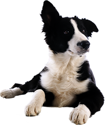 Border Collie (341x406), Png Download