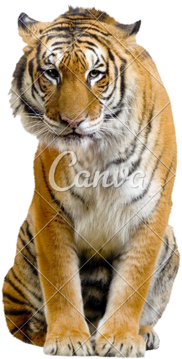 Sitting Tiger Transparent Image - Tiger Sitting (800x800), Png Download