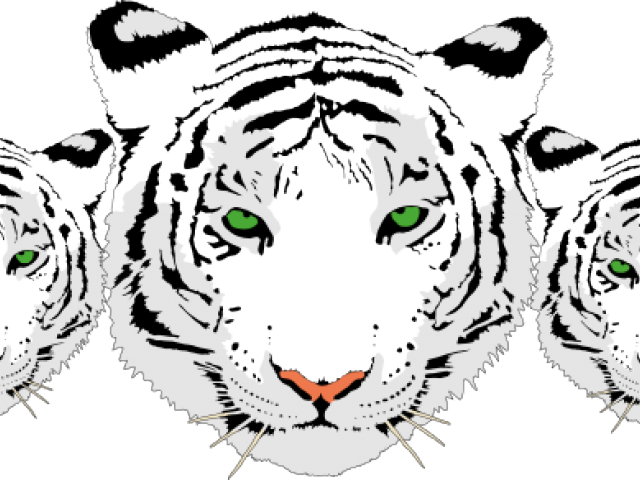 Drawn White Tiger Transparent - Black And White Tiger Png (640x480), Png Download