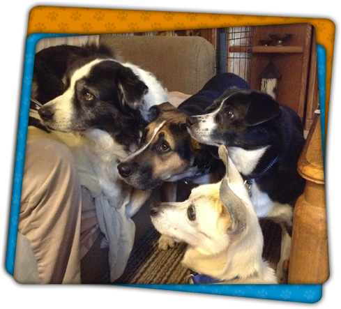 Cute Dogs - Companion Dog (489x443), Png Download