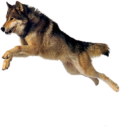 Dog 4 Transparent Png Sticker - Dog Png (500x500), Png Download