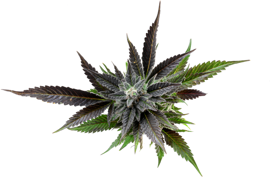 A New Experience Coming Soon - Aloe (900x600), Png Download