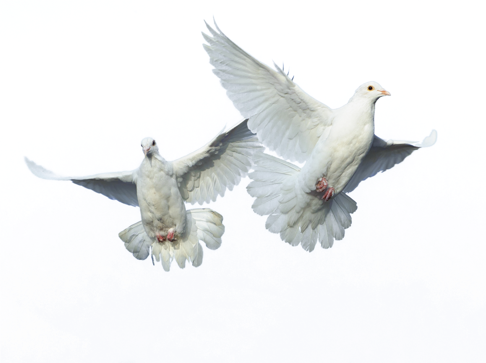 Flying Bird Png Source - Typical Pigeons (2000x2000), Png Download