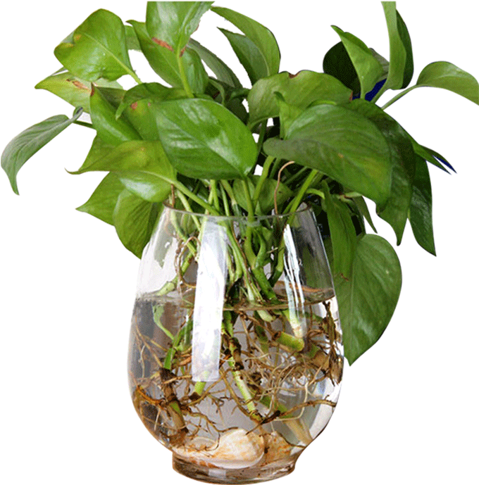 Hydroponics Dinosaur Egg Green Flower Vase Flower Pot - Vase (800x800), Png Download
