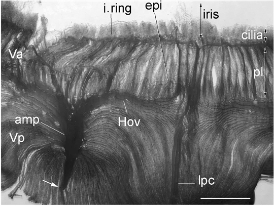General View Of A Resin Cast Of The Anterior Segment - Vein (902x406), Png Download