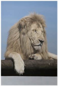Masai Lion (400x400), Png Download