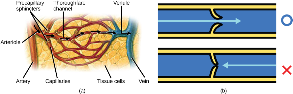 Illustration A Shows An Artery Branching Off Into An - Blood Flow To Tissue (1024x328), Png Download
