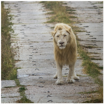 Masai Lion (400x400), Png Download