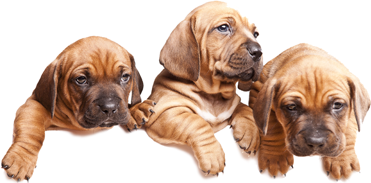 Leash-free Dog Zones In Mississauga - Dog's Best Friend Png (755x369), Png Download