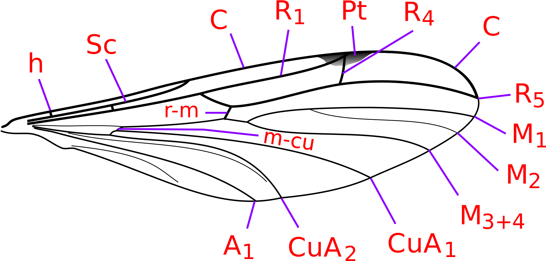 Open - Mycetophilidae Wing (2000x1000), Png Download