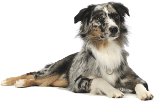 German Dog Png - Happy St Patrick's Day Dog (600x395), Png Download