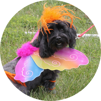 Indyvet Pet Costume Contest - Pet (400x400), Png Download