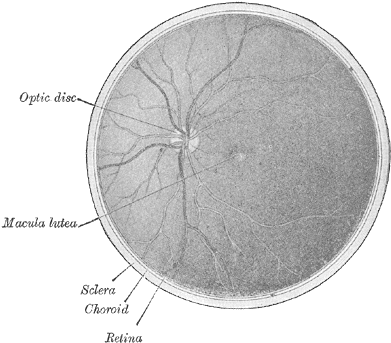 Interior Of Posterior Half Of Bulb Of Left Eye - Posterior Half Of Eye Anterior View (400x348), Png Download