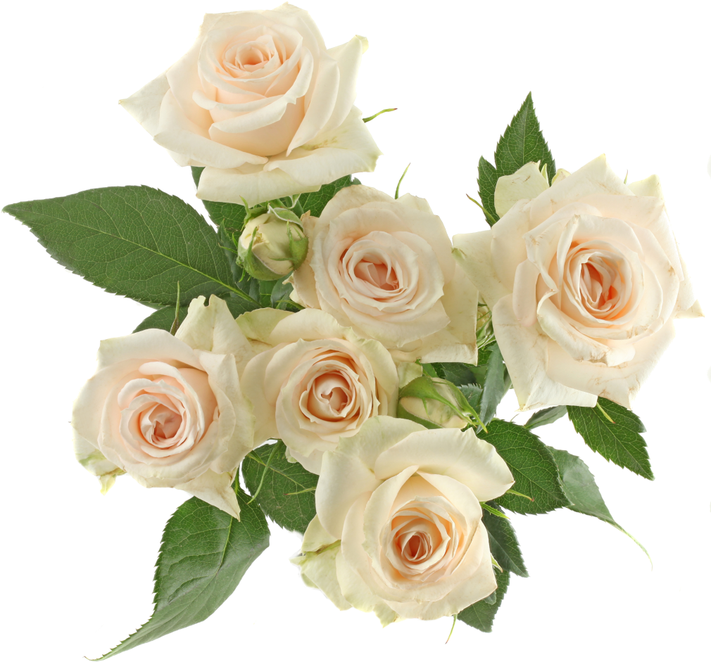 Garden Spray Light Pink Ethopia - Rose (1024x1024), Png Download