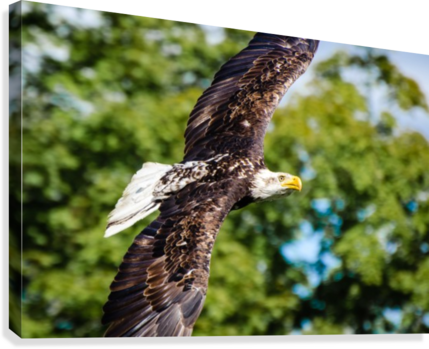 Bald Eagle In Flight Canvas Print - Artist (429x349), Png Download