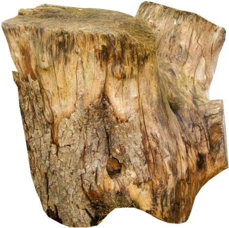 23 - Souche D Arbre Decoration (500x500), Png Download
