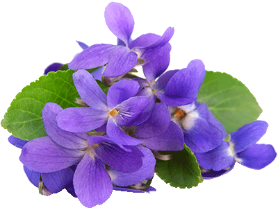 Violets Flavors - Raspberry & Violet Candle Fragrance Oil (400x300), Png Download