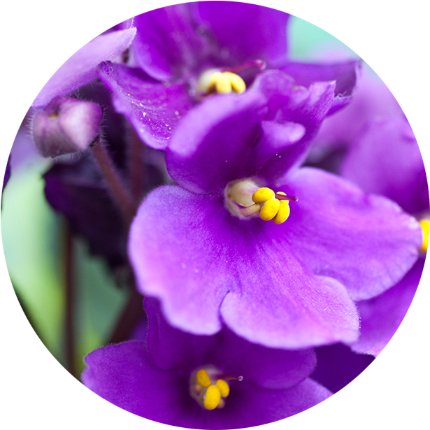 February - Violet - Violets Aren T Blue (901x822), Png Download
