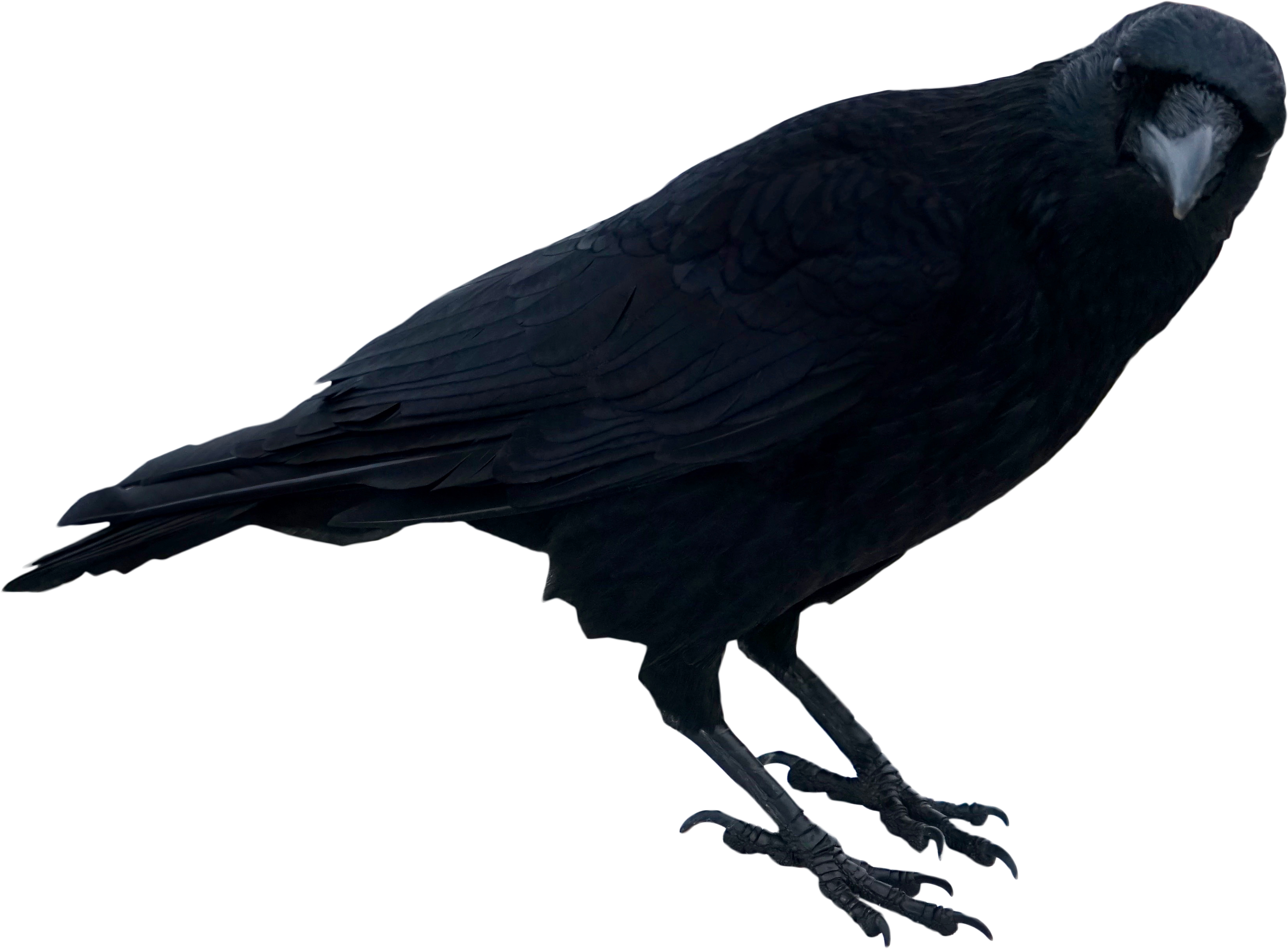 Free Png Black Crow Standing Png Images Transparent - Crow (850x479), Png Download