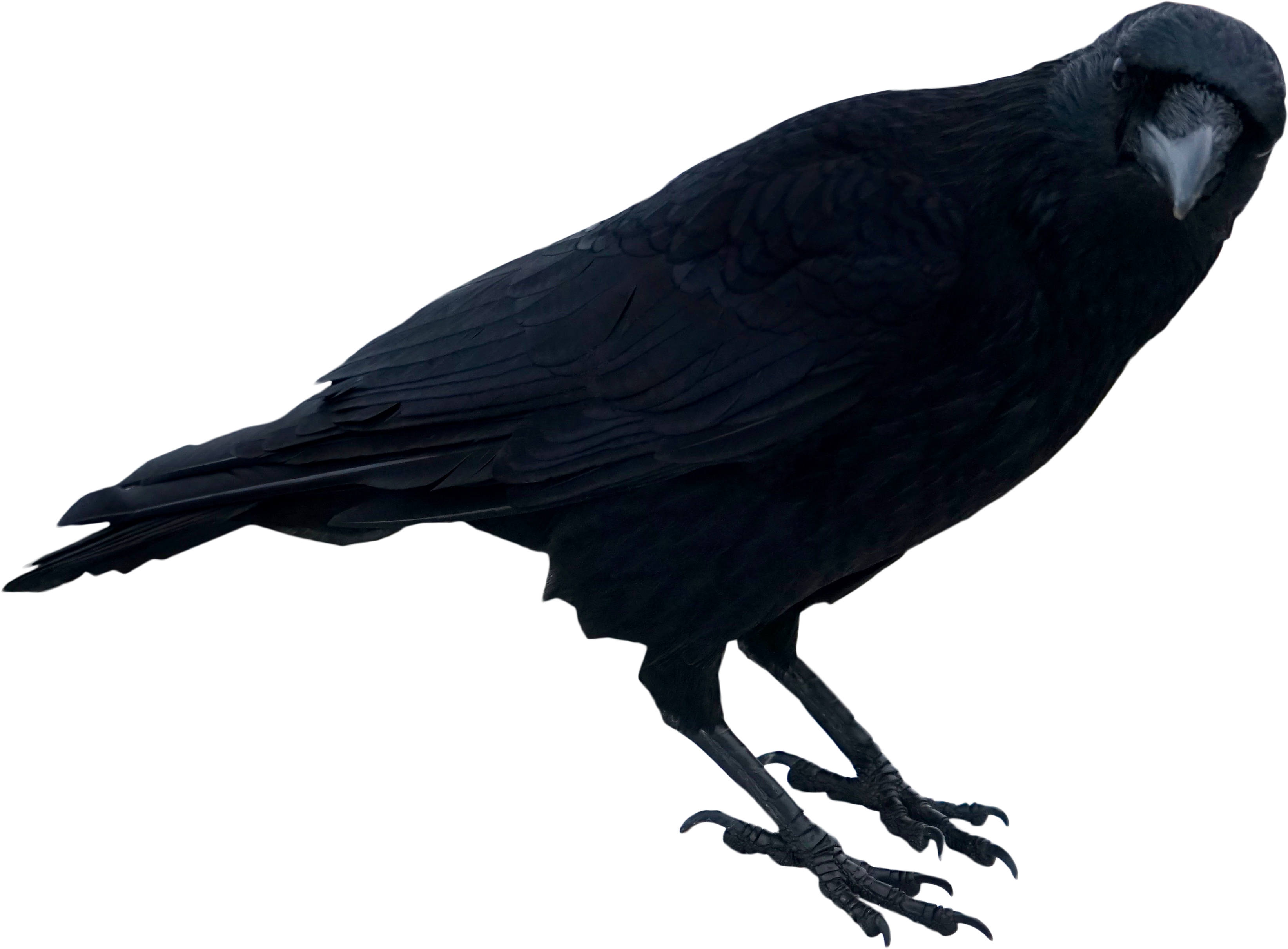 Download Free Png Black Crow Standing Png Images Transparent Crow Png Image With No Background Pngkey Com