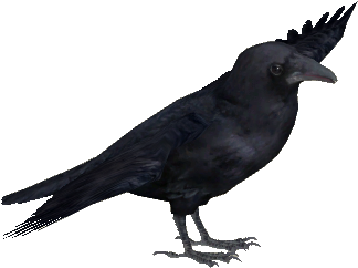 Carrion Crow - American Crow (350x350), Png Download