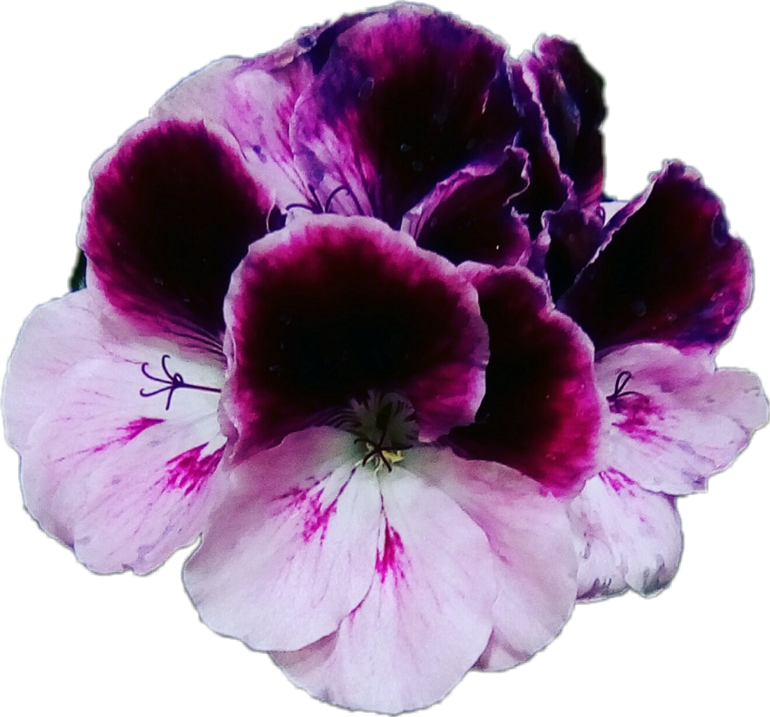 Flores Violet Violets Violetas Moradas Flowers Plantas - Geranium (1100x1024), Png Download