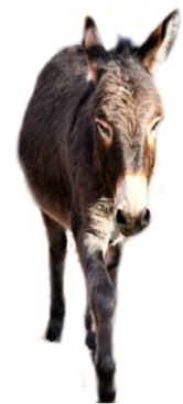 Donkeys Of All Sizes Minis, Standard, Large Standard - Mane (900x675), Png Download