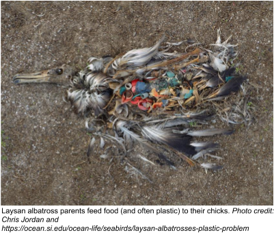 Whether They Are Made Of Mylar Or Latex, Balloons Can - Dead Albatross Plastic (440x349), Png Download