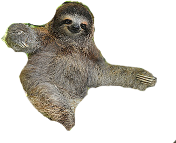 Sloth Free Png Image - Sloths (blastoff! Readers: Animal Safari) (400x306), Png Download