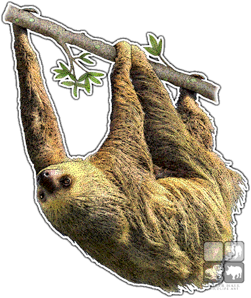 Hoffmann's Two-toed Sloth Decal - Sloths Of The World Throw Blanket (497x590), Png Download